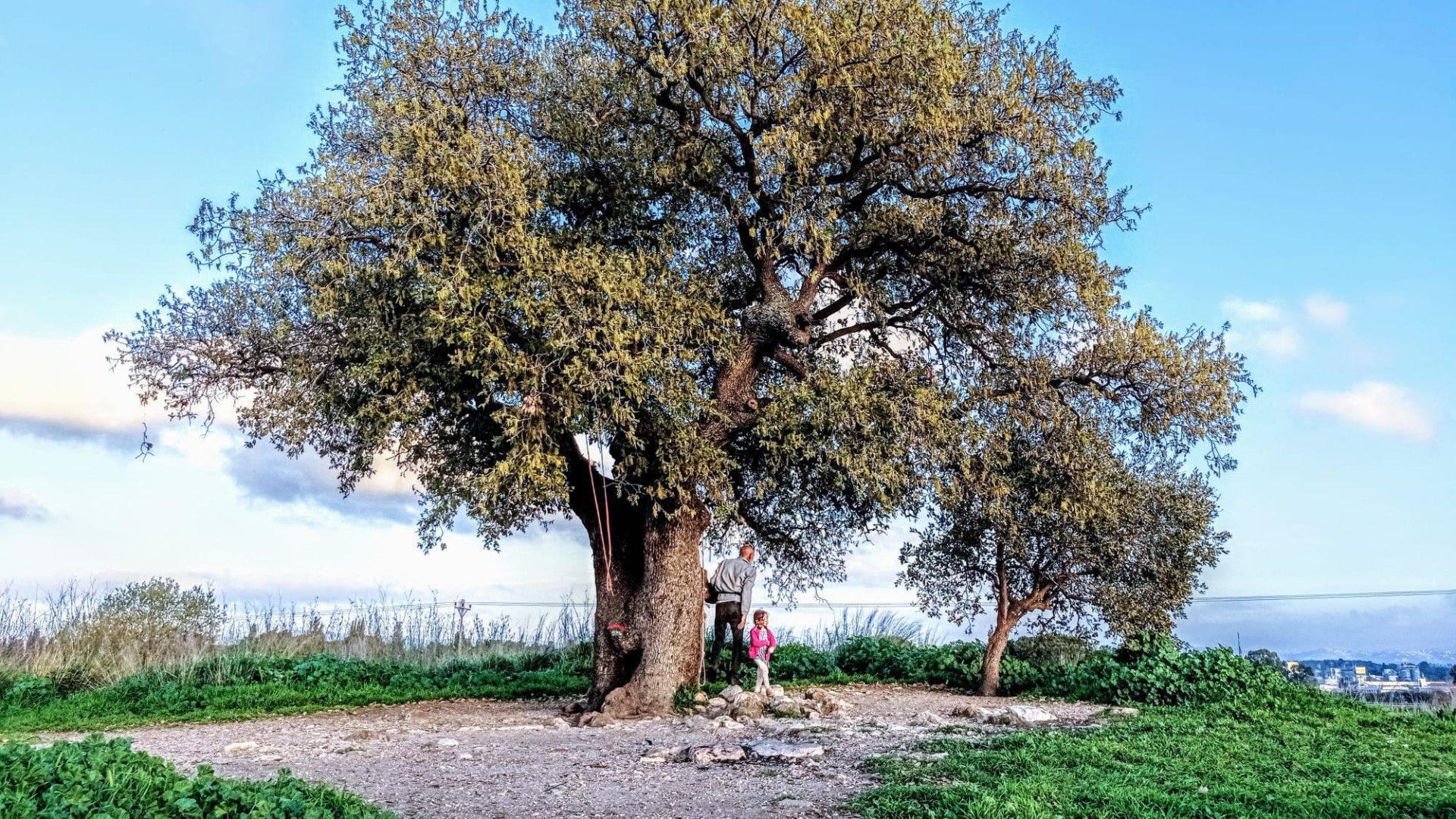 האלון הבודד. צילום: באדיבות פרדס חנה כרכור