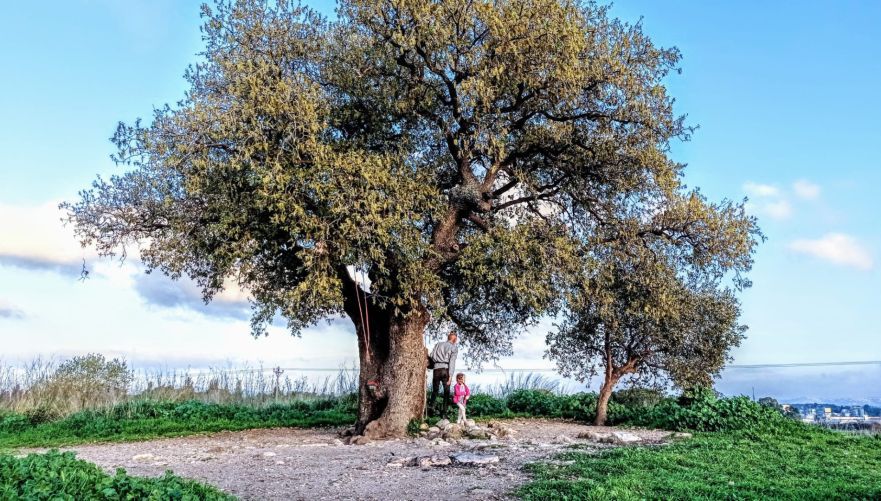 האלון הבודד. צילום: באדיבות פרדס חנה כרכור