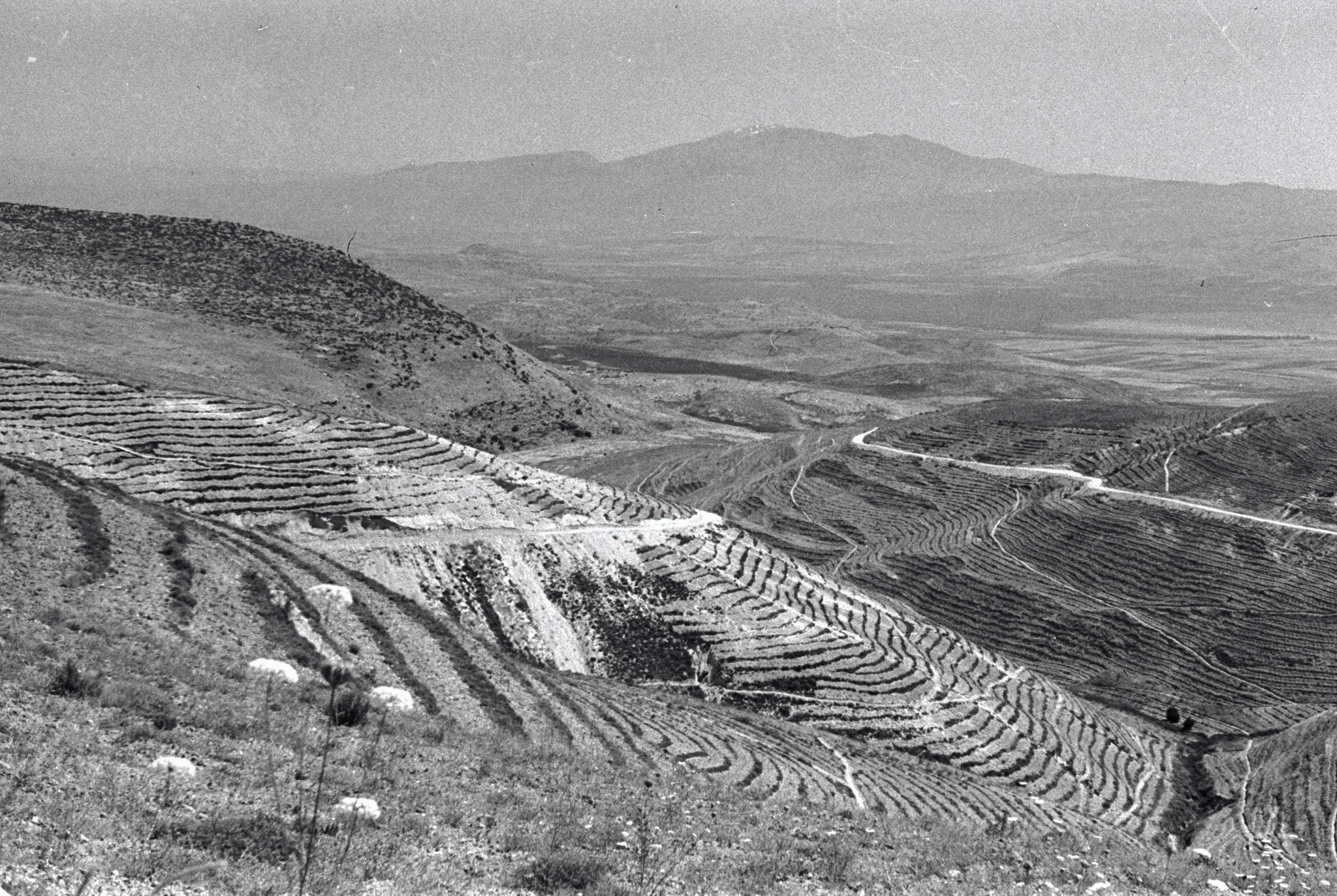 יער ביריה שנת 1953 | צילום: פוטו ארדה / ארכיון הצילומים של קקל