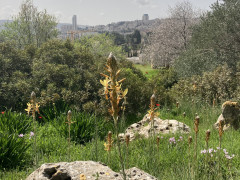 עיריוני צהוב - צילום של מרב לרמן_4022635 - למטייל בישראל (טיולי)