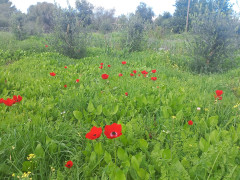 כלנית מצויה - צילום של Iddo_3270859 - למטייל בישראל (טיולי) 6