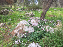 רקפת מצויה - צילום של המטייל האנונימי - למטייל בישראל (טיולי)