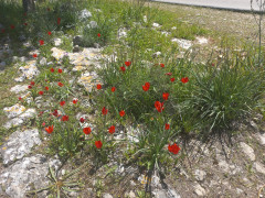 צבעוני ההרים - צילום של Iddo_3270859 - למטייל בישראל (טיולי) 3