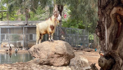 תמונה של לגעת בחיות: מתחם ספארי לכל המשפחה - למטייל בישראל (טיולי)