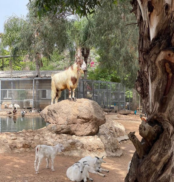 תמונה של לגעת בחיות: מתחם ספארי לכל המשפחה - למטייל בישראל (טיולי)
