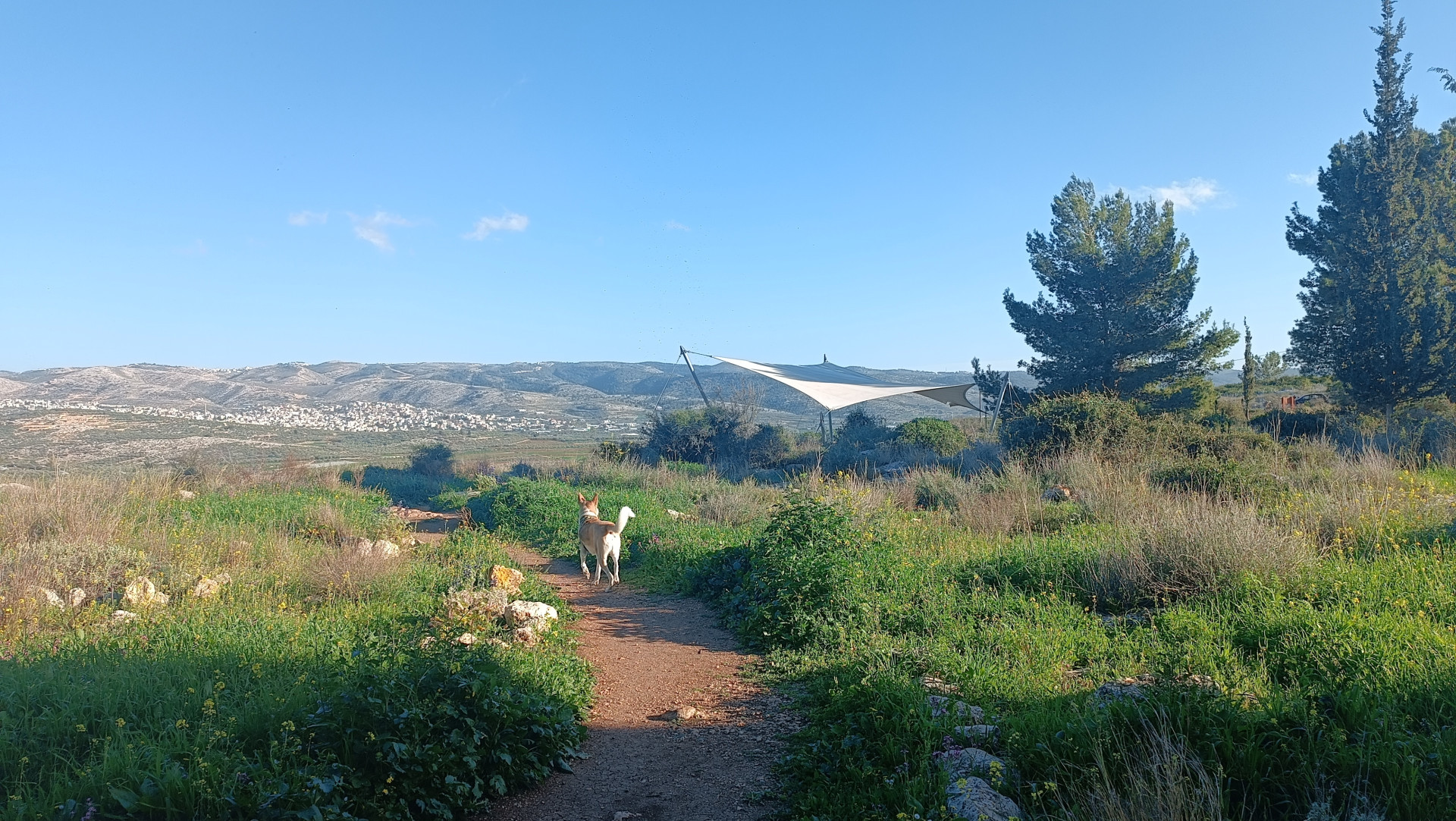 מצפה אמנון ליפקין שחק | צילום: שי קדם